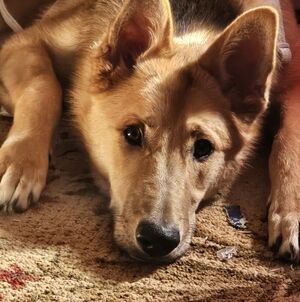 Meet your Posher, Karen